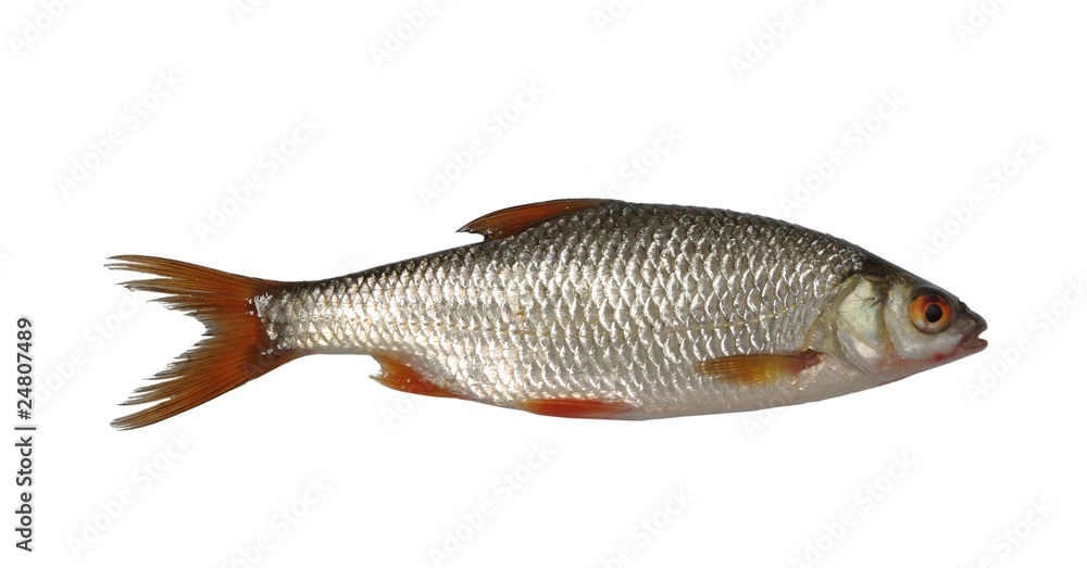 Fototapeta premium roach