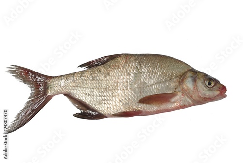 Fotografia big bream