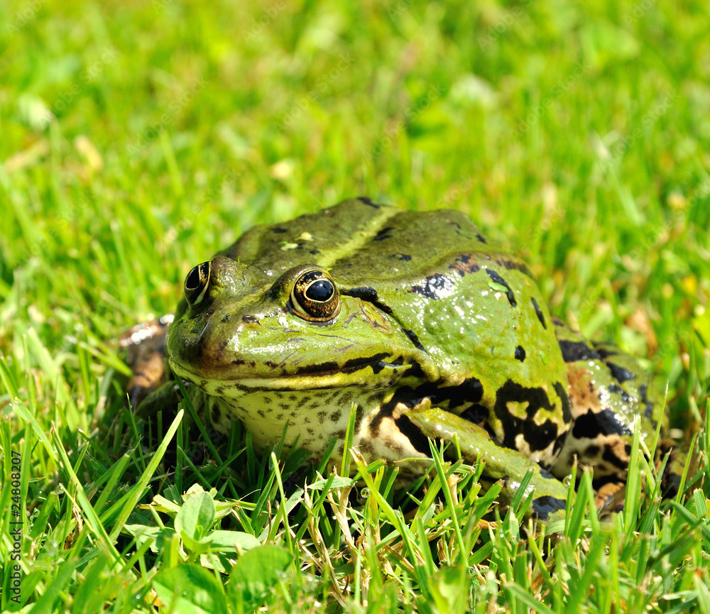 Fototapeta premium Green frog