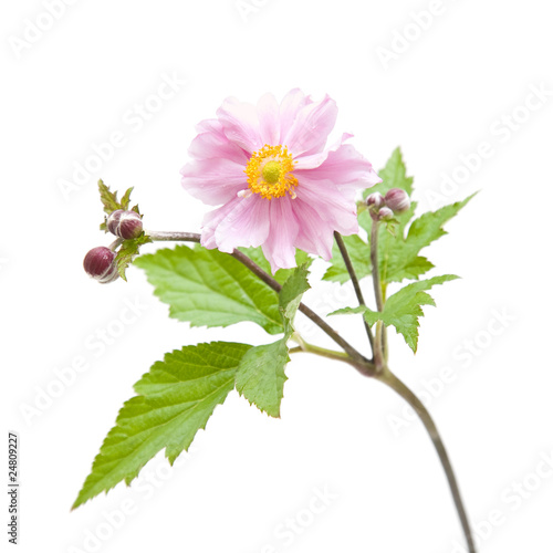 opened flower of japanese anemone (Anemone japonica), isolated photo