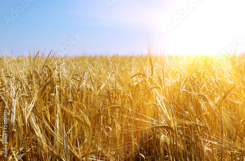 Gold wheat and sunny sky