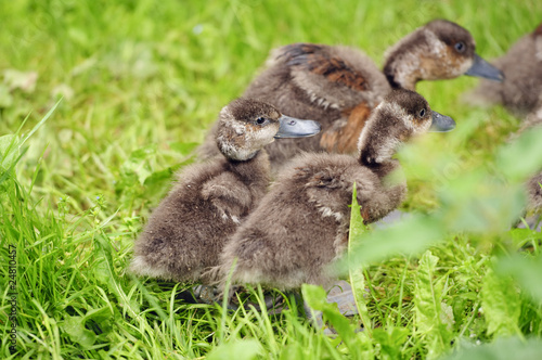 Mallard Duckling © Stephen Meese