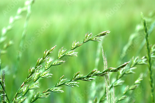 Close-up of blooming couch grass bents