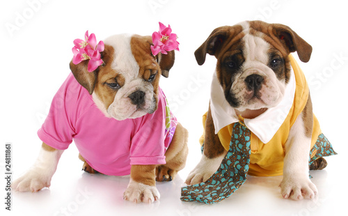Foto male and female puppy