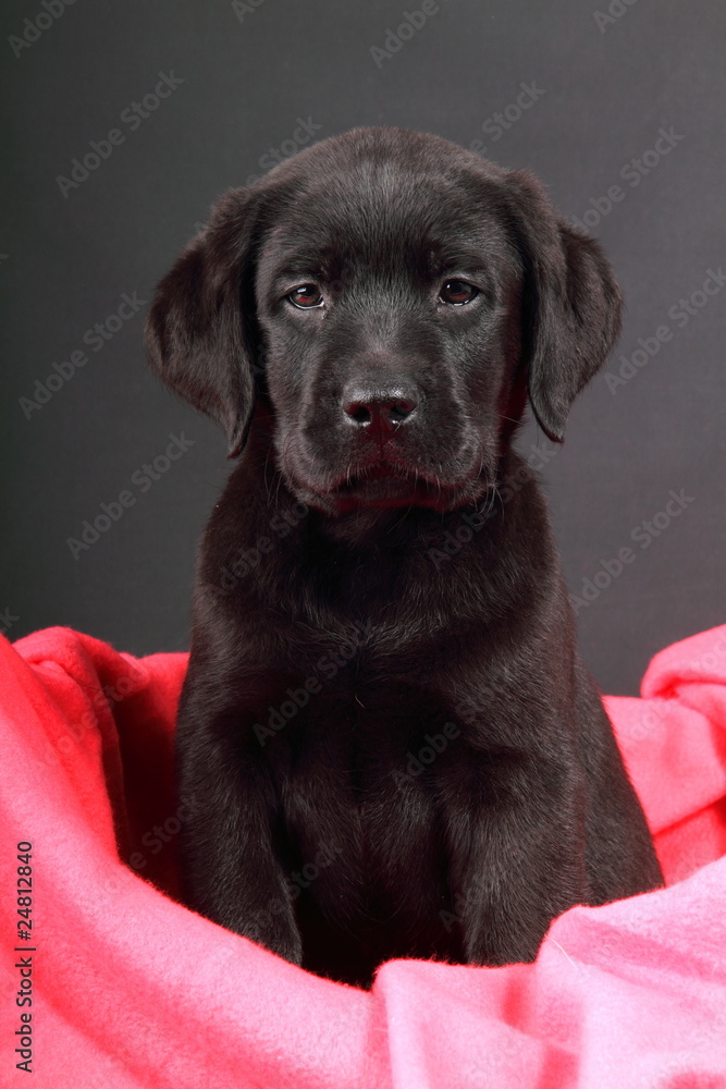 Fototapeta premium portrait study by Labrador puppy