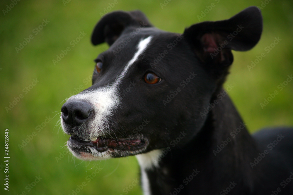 Headshot of a Mixed Breed Dog