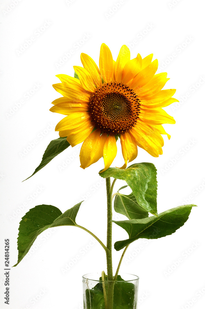 Obraz premium sunflower 2