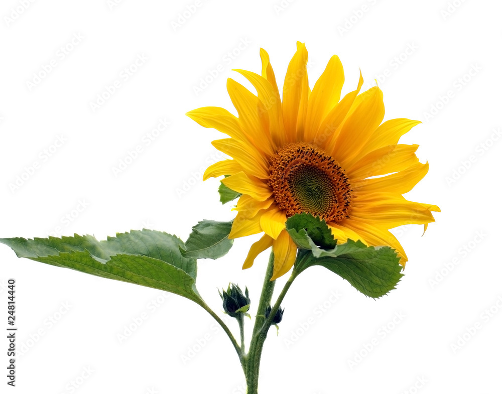Obraz premium Sunflower isolated on white