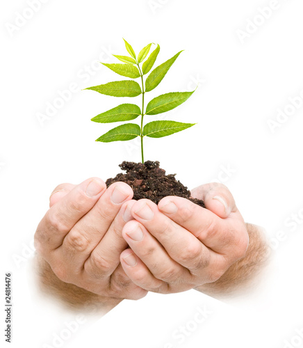 sprout in palms as a symbol of nature protection