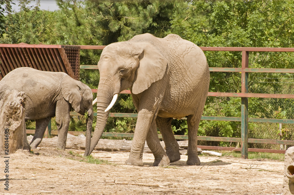 Fototapeta premium African Elephants