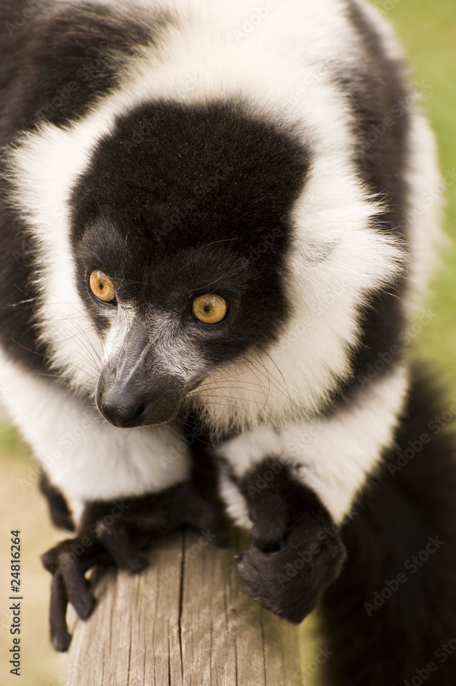 Fototapeta premium Black and white ruffed lemur in captivity