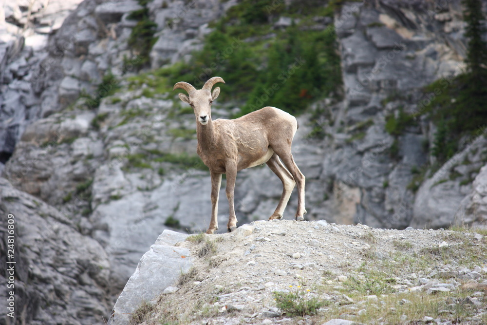 Naklejka premium Watchful Young Bighorn Sheep