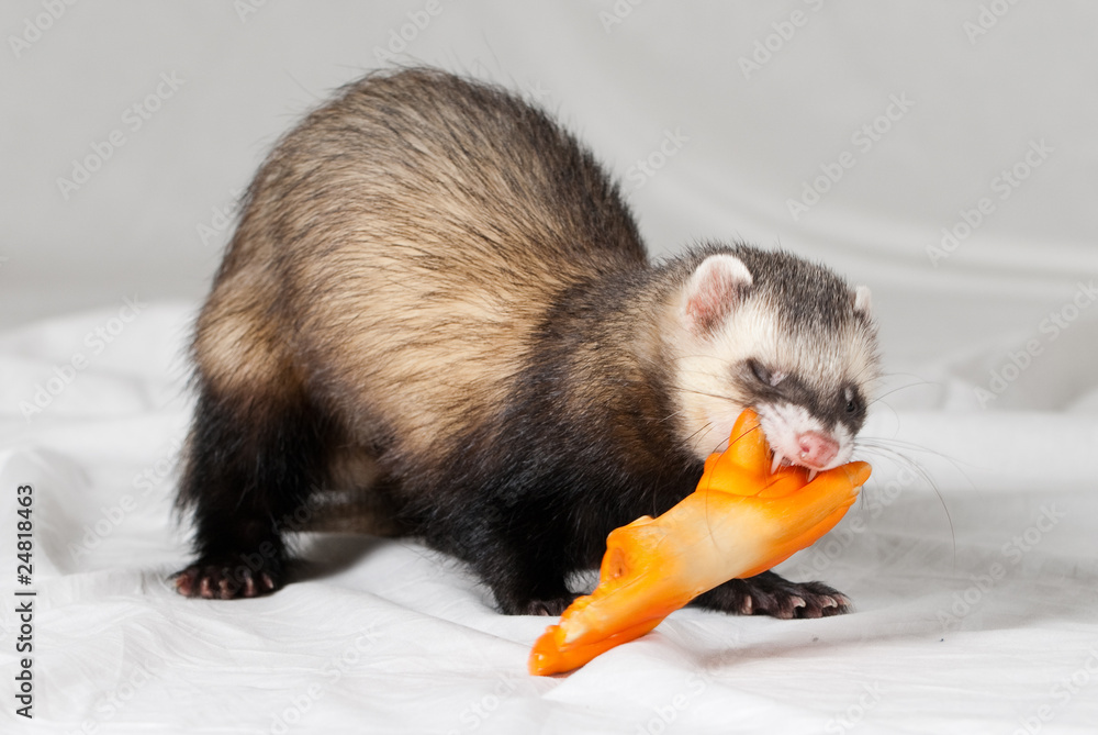 Obraz premium Polecat