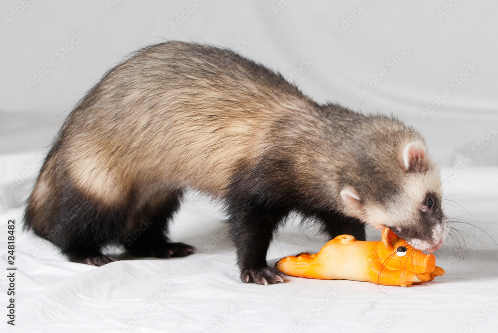 Fototapeta premium Polecat