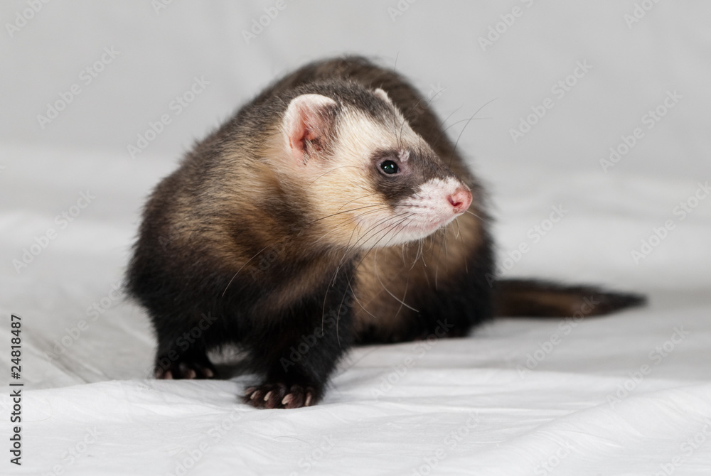 Polecat Polecat