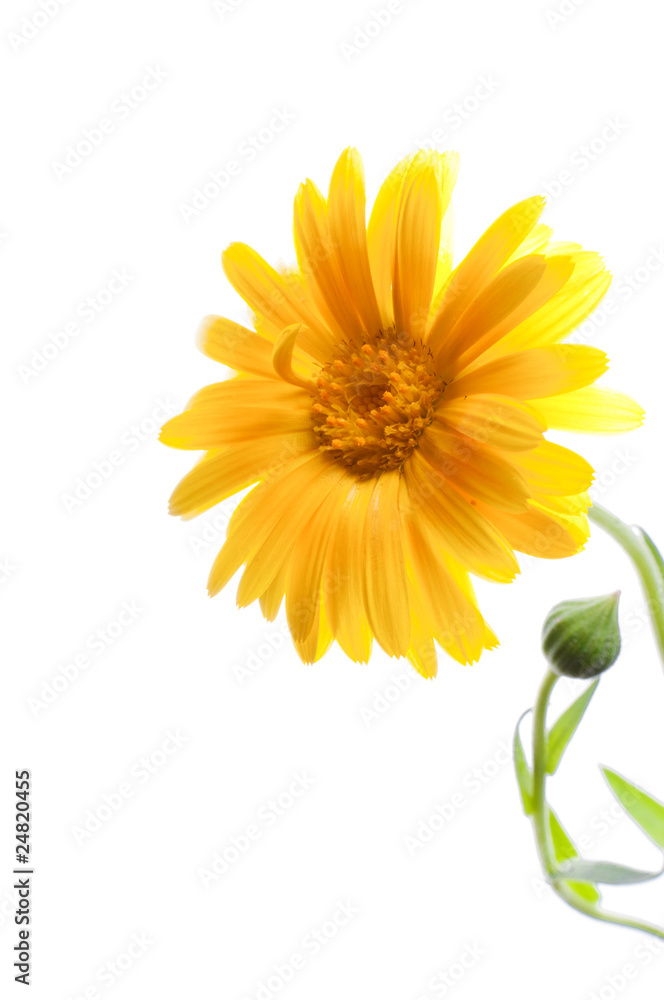 Naklejka premium Sunny calendula on the white