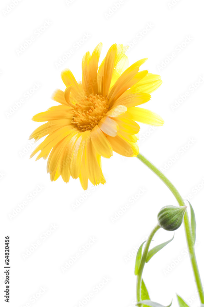 Sunny calendula on the white Sunny calendula on the white