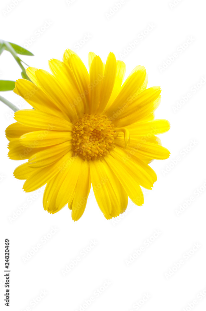 Sunny calendula on the white Sunny calendula on the white