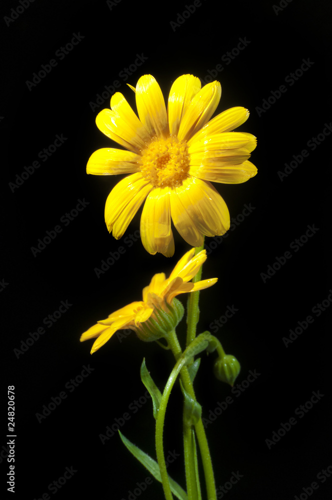 Fototapeta premium Sunny calendula on the black