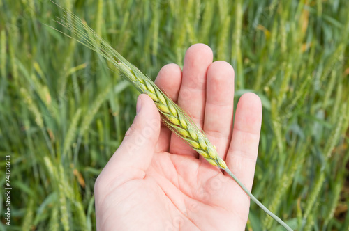 green wheat in hand