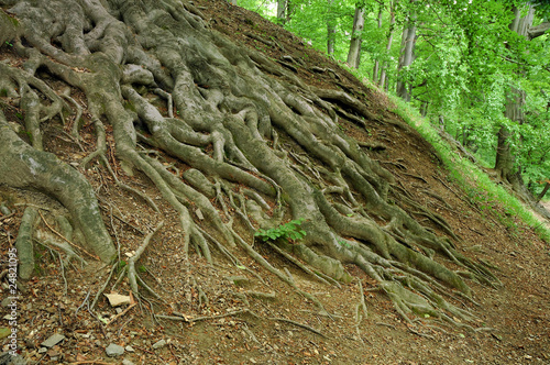 Wallpaper Mural Forest Torontodigital.ca