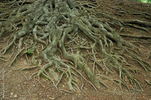 Wallpaper Mural Roots Torontodigital.ca
