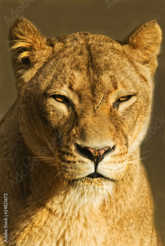 Löwe (Panthera leo) freisteller © fancyfocus