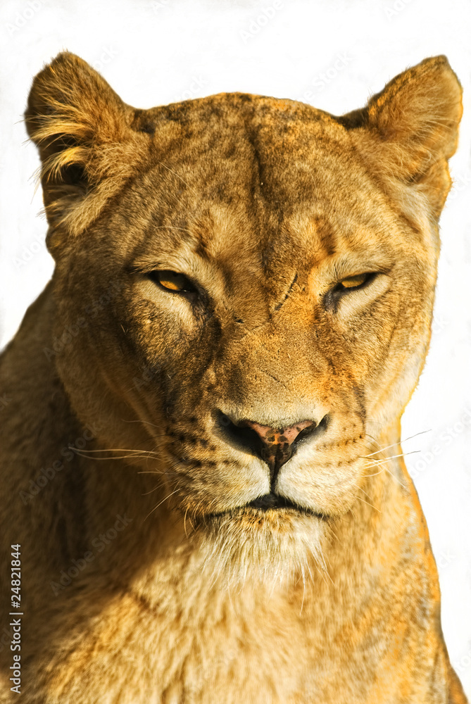 Fototapeta premium Löwe (Panthera leo) freisteller