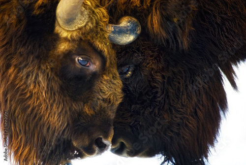zwei Wisente  (Bison bonasus) Kopf an Kopf