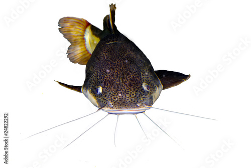 Rotflossen-Antennenwels (Phractocephalus hemioliopterus)