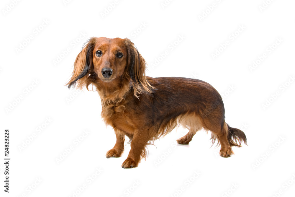 standard long haired dachshund isolated on a white background