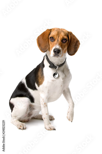 Beagle dog isolated on a white background
