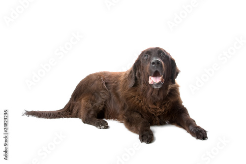 Fototapeta Naklejka Na Ścianę i Meble -  chocolate labrador retriever dog isolated on a white background