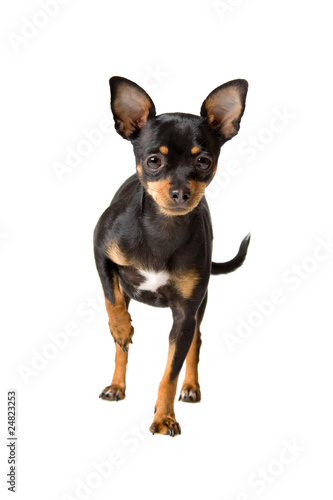chihuahua dog isolated on a white background