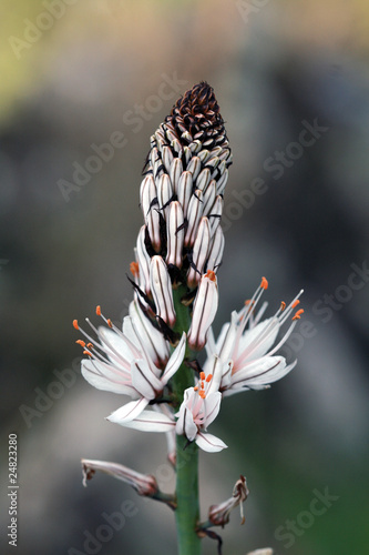 Gamón en flor photo