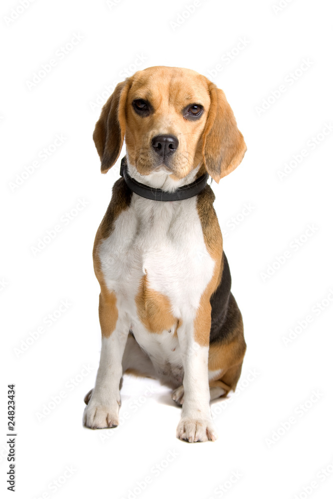 Beagle dog isolated on a white background