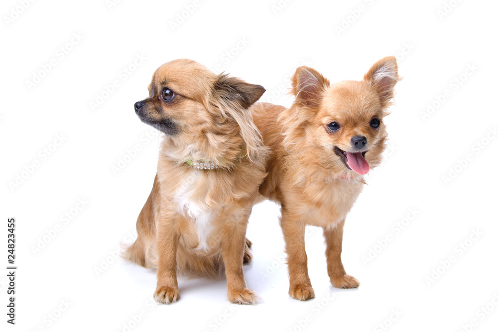 two chihuahua dogs isolated on a white background two chihuahua dogs isolated on a white background