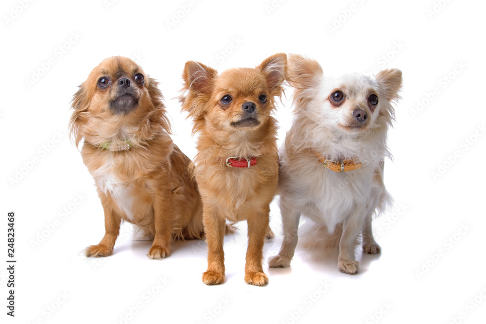 group of three chihuahua dogs isolated on white background group of three chihuahua dogs isolated on white background