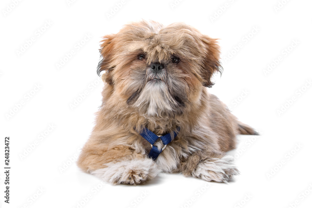 maltese puppy isolated on a white background maltese puppy isolated on a white background