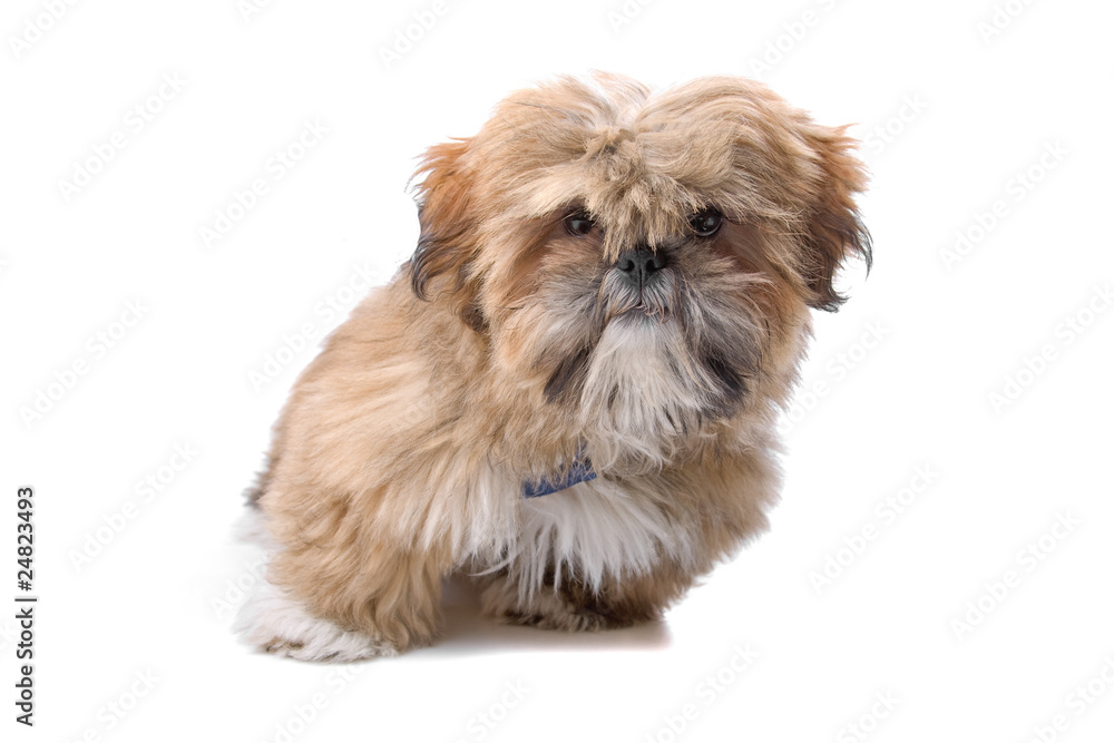 maltese puppy isolated on a white background maltese puppy isolated on a white background