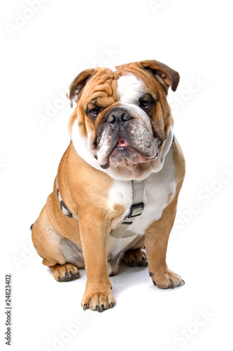 English bulldog isolated on a white background