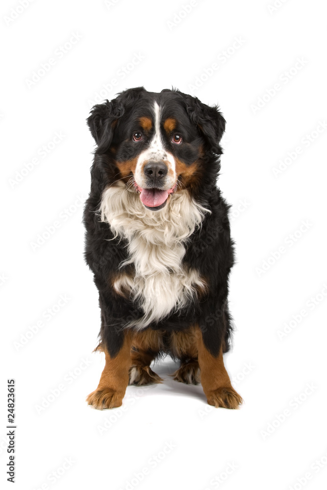 bernese mountain  dog (berner sennenhund, bernois)