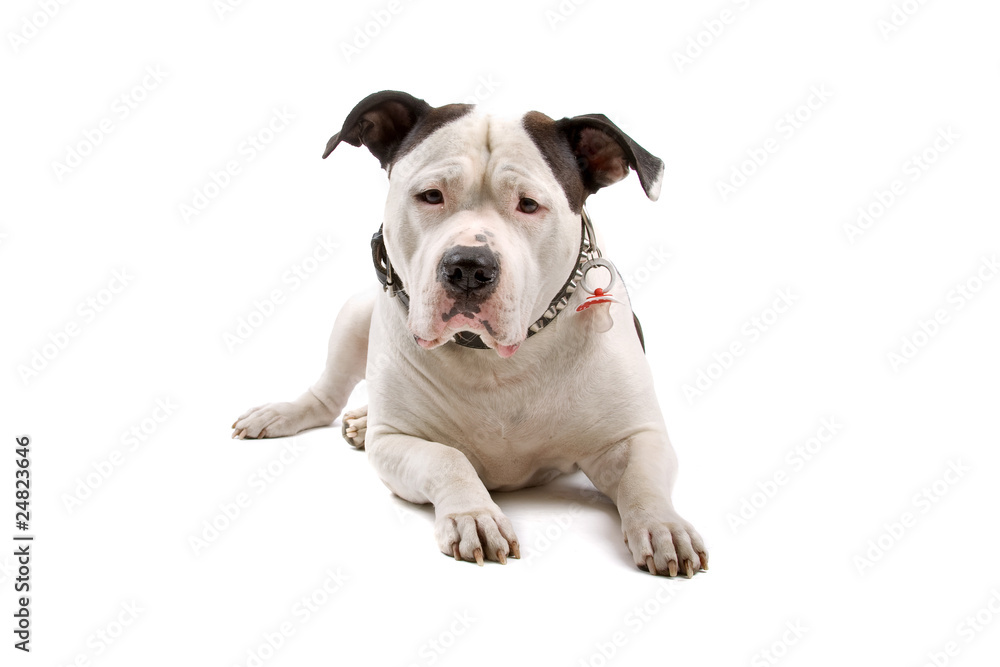american bulldog dog, lying down, isolated on white background american bulldog dog, lying down, isolated on white background