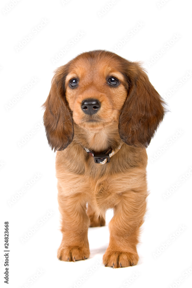 dachshund puppy isolated on a white background