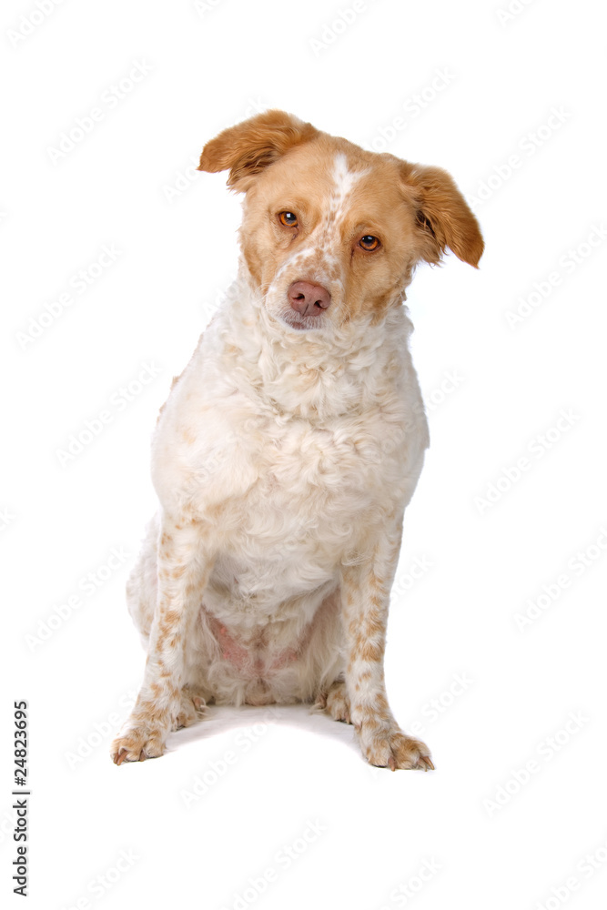 mixed breed dog  isolated on white background