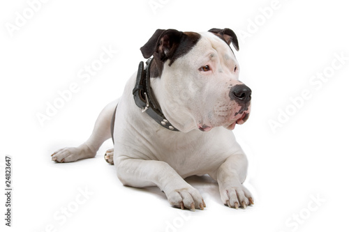 american bulldog lying and looking away, isolated on white