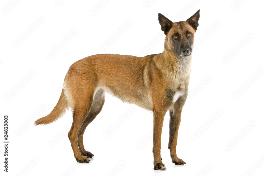 side view of a belgiand shepherd (malinois) standing side view of a belgiand shepherd (malinois) standing