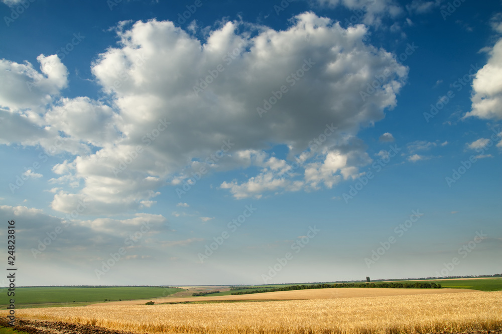 field of ripe wheat gold color and cloudy sky. south Ukraine field of ripe wheat gold color and cloudy sky. south Ukraine