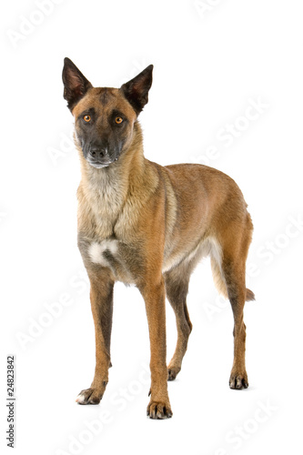 front view of belgian shepherd dog (malinois) standing