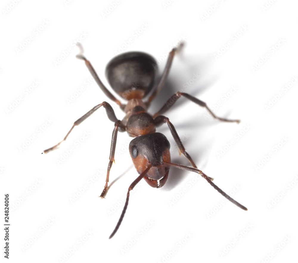 Horse ant islolated on white background Horse ant islolated on white background
